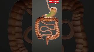 How Digestion Occurs  3D Animation  Human Digestive System human fyp shorts [upl. by Owen]