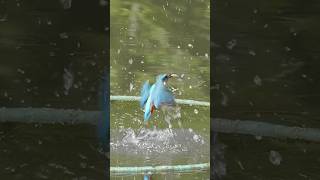 kingfisher catching fish birds shortsindia [upl. by Accebar]