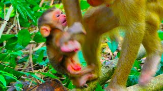 Oh Help New Baby Monkey Strong Climbing On Mom So Worry Fall Down [upl. by Laitselec910]