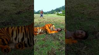 bengal tiger roar and attack to man [upl. by Nnylyaj892]