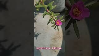 Portulaca Pilosa shorts viralshorts farming garden plants portulaca flowers flower trending [upl. by Tterb]