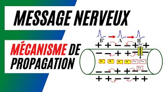 Comment se fait la propagation du message nerveux sur une fibre nerveuse [upl. by Sremlahc]