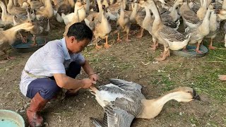 Farm Life  Check goose eggs with a light take care of the geese on the farm [upl. by Steinke]