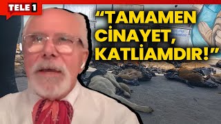 Emre Kongar AKPli Gebze Belediyesinde yaşanan hayvan katliamı hakkında Yasa bir idam fermanıdır [upl. by Ahilam690]