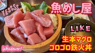 魚めし屋・生本まぐろゴロゴロ丼（小山市） [upl. by Viviyan]