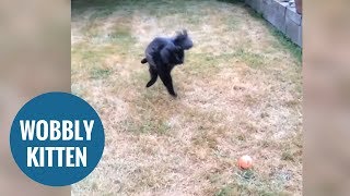 This clumsy kitty with Wobbly Cat Syndrome will melt your heart [upl. by Chrystal142]