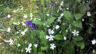 Woodland wildflowers [upl. by Ashley]