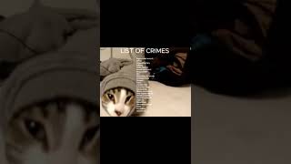 Hes Innocent 3 cats catshorts catmemes cat [upl. by Tasiana]