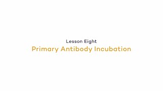 In the Lab Primary Antibody Incubation  Fluorescence Primary Antibody Incubation [upl. by Eedebez]