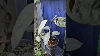 hoya coriacea silver plants hoya hoyacollection plantcare houseplants indoorplants [upl. by Edlun]