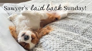 HIS LAZY SUNDAY  COME ALONG Cavapoo Puppy Day in the Life [upl. by Corinna]