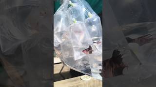 Betta fish forms betta breedingbettafish breeding telugu shorts [upl. by Coffee]