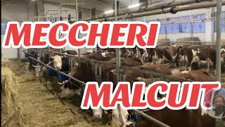 AzAgMeccheri amp Malcuit allevamento vacche razza Valdostana Champdepraz AO [upl. by Nytsirc711]