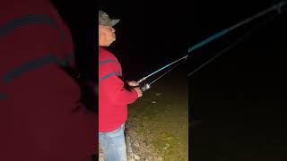 Beautiful 11 Mile Reservoir In Lake George Colorado Healthy Trout fishing shorts world fun [upl. by Eerac257]