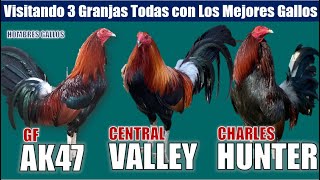 Visitando 3 Granjas Todas con Los Mejores GallosAK47CentralValleyCharlesHunter [upl. by Sirama]