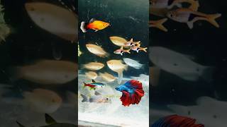 Gourami Fish Tank Mates 😍 aquarium mollyfish tankmate minivlog petsvlog shorts [upl. by Ruscher]