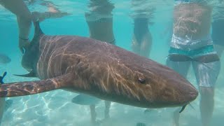 3 Sharks Attack 8 Yr Old Boy in Bahamas  Finley Downer [upl. by Eesak]