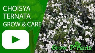 Choisya ternata  grow amp care [upl. by Schwinn]