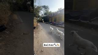 dogi balter dogshorts pets health check update pets viralshort topnews veternary ✌🏻 [upl. by Brittney]