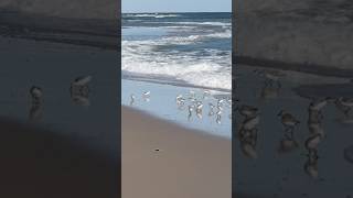 Sandpipers sprint through the Surf travel birds freedom [upl. by Ruth]