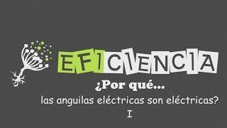 ¿POR QUÉ LAS ANGUILAS ELÉCTRICAS SON ELÉCTRICAS I Órganos eléctricos Generar electricidad [upl. by Yziar]