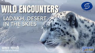 Wild Encounters  Ladakh Desert In the Skies [upl. by Ayekahs]