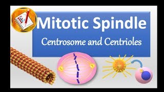 Spindle Centrosome centrioles chromosomal segregation [upl. by Graehl]