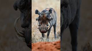 Warthog vs LION Which is Savannahs GREATEST Animal [upl. by Arakat]