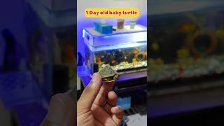 1 Day Old Turtle at home🥚 turtle kachua pets shortsfeed tortoise [upl. by Eeryk]