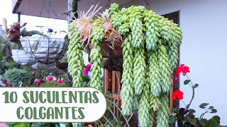 10 SUCULENTAS COLGANTES QUE DEBES TENER EN TU JARDÍN│Candy Bu [upl. by Lsil612]