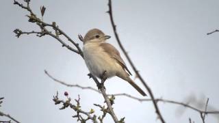 ISABELLINE SHRIKE lanius isabellinus Beeston Common Norfolk [upl. by Anuahsal]