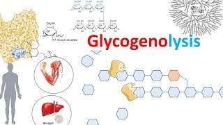 Glycogenolysis and its regulation [upl. by Ellehs244]