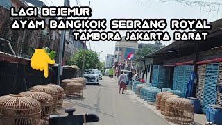 Melintas Jalan Pekojan Dan Jalan Bandengan Utara Tambora Jakarta Barat [upl. by Yeknarf]