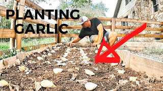 Its NOT To Late  Planting Elephant Garlic  Step By Step [upl. by Aleunam]