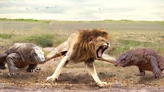 Aghast The Brutal Moment When the Fierce Lion Couldnt Avoid The Giant Lizard Bites Wildlife 2023 [upl. by Saville]