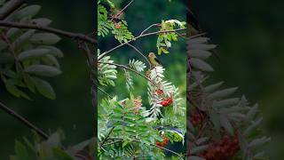 Why Scarlet Tanagers are the Coolest Birds [upl. by Hartfield]