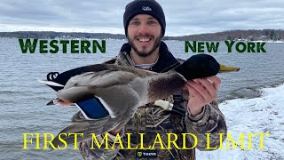 Duck Hunting New York First Mallard Limit [upl. by Jordon]