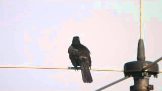 Amsel on Air  Blackbirds Song [upl. by Averyl]