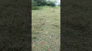 ShreyasRaje4v snake walk In green land Be careful viral video [upl. by Aicissej]