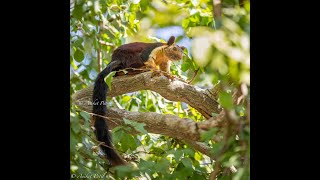 Malabar Giant Squirrel  India [upl. by Weismann]