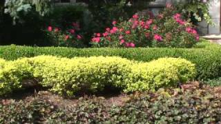 How To Choose Deer Resistant Plants And Shrubs  New Jersey [upl. by Gladdie]