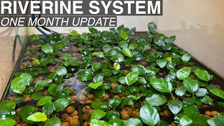 Anubias and Buce Emersed Propagation  RIVERINE SYSTEM  One Month [upl. by Acinod]