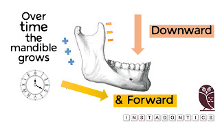 How does the mandible grow [upl. by Yance]