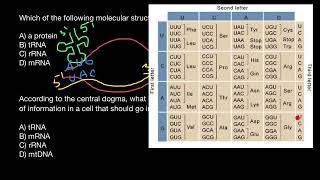 DNA mRNA Codons [upl. by Nahij]