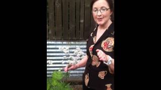 Valerian in the ACHS Herb Garden with Dorene Petersen [upl. by Elvina711]