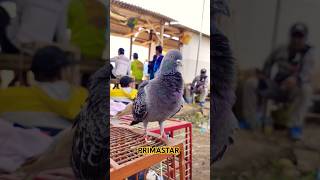 PRIMASTAR PS pigeon merpatikolong [upl. by Aneed]