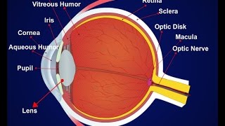 Details of Eye Parts 2d Animation Telugu Audio [upl. by Hyland]