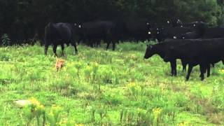 Barkley the dachshund herds cattle [upl. by Hagile473]