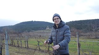 Weinreben schneiden im Spalier  Rebschnitt im Hausweingarten [upl. by Wolfort]