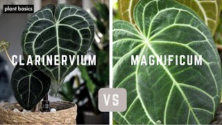 Anthurium Clarinervium vs Anthurium Magnificum  Which is better [upl. by Simons]